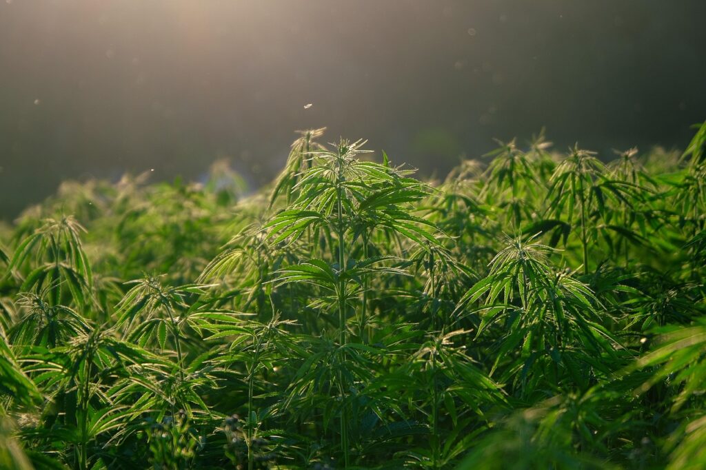 Dispensary Near Ashfield, Dispensary Near Plainfield, hemp, plant, nature, hemp field, leaves, foliage, plantation, marijuana leaves, backlighting, green